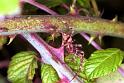 Araneus_ZZXYX_F1977_Z_85_Les Gris_Frankrijk